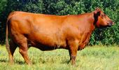 Donor Cow: JPF HOLLY 427B (1013062)